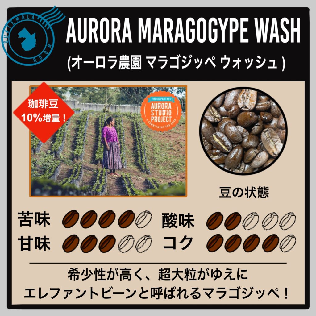 グアテマラ コバン オーロラ農園 マラゴジッペ(中深煎り)
商品紹介①